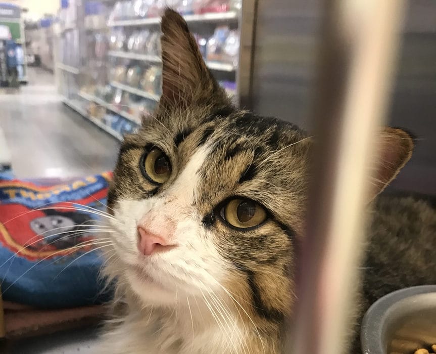 Cat with pink nose in cage.
