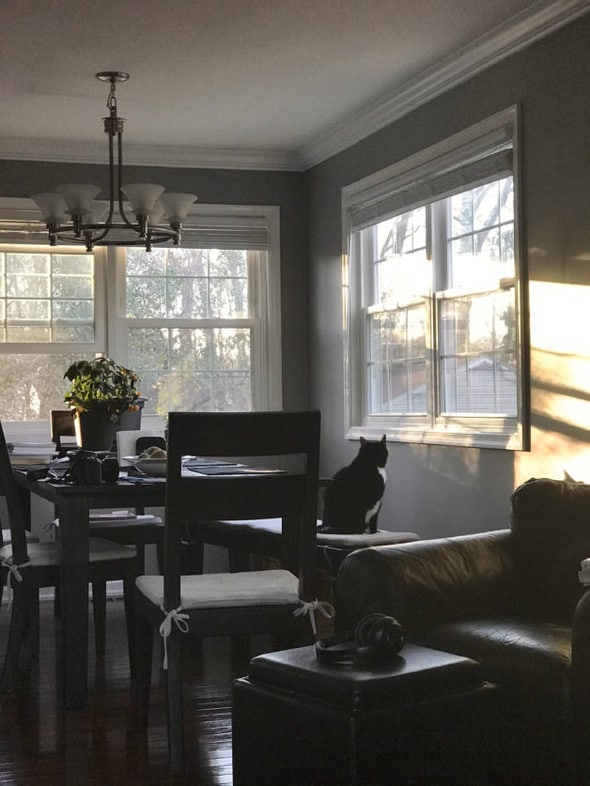 Black cat sitting on a bench by a window.