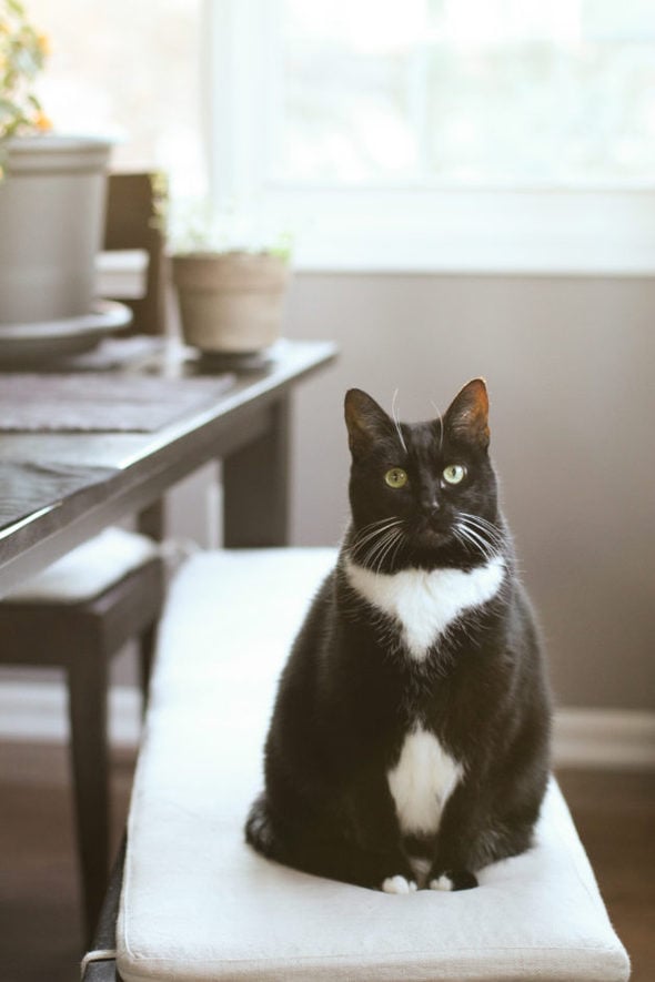 Tuxedo cat sitting on bench