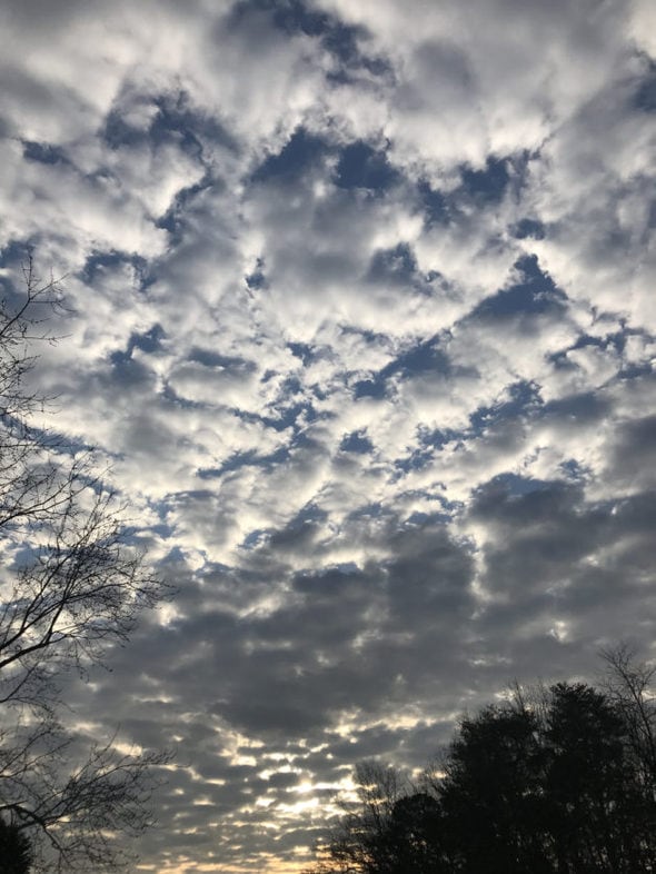 Blue sky with quilted clouds.