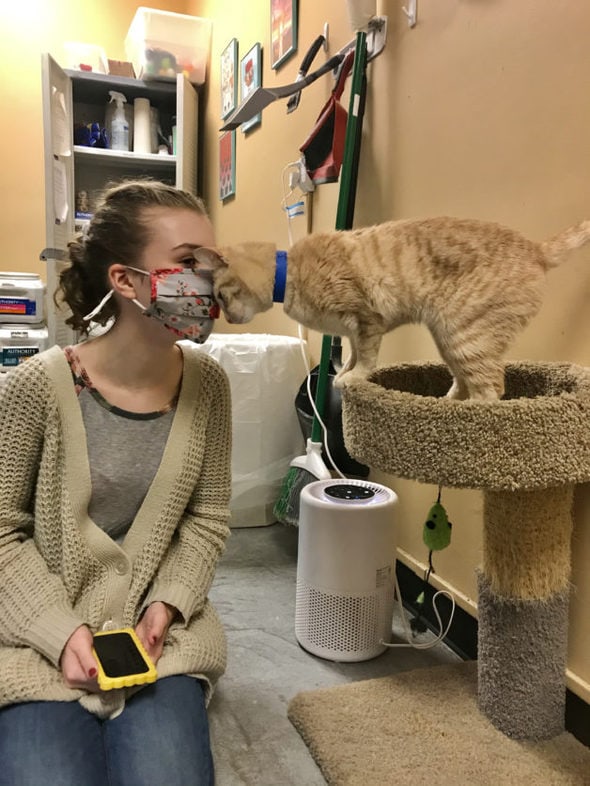 Sonia being booted on the forehead by a tan cat.