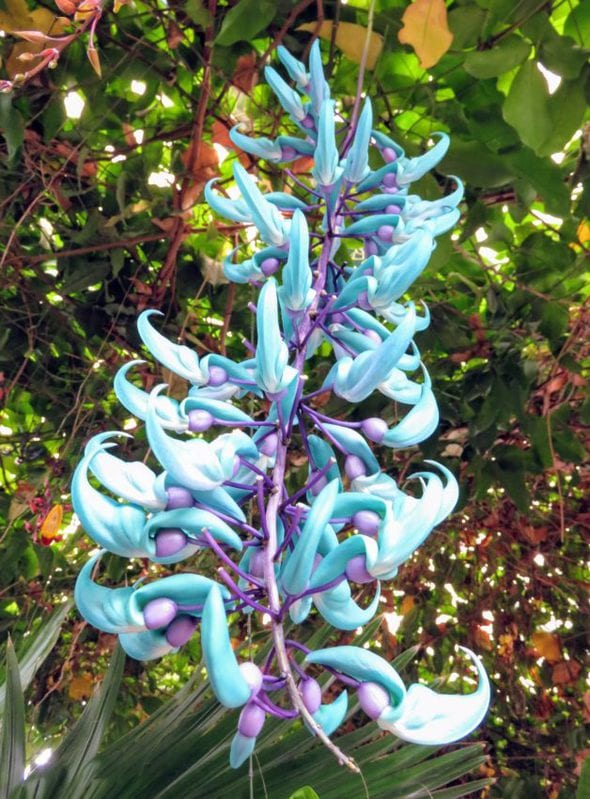 Living flowers in Panajachel, Guatemala, taken on a mission trip.