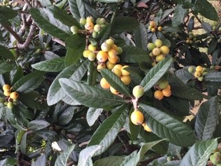 Loquats on JDs tree.