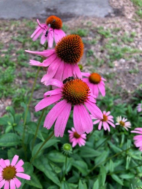 Pink medicinal coneflowers.