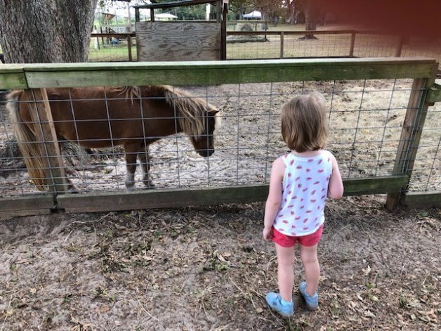 child visiting a farm.