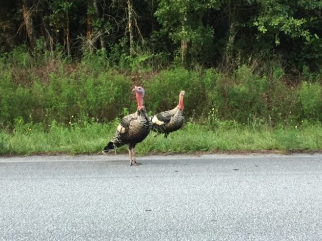 wild turkeys on a Florida road.