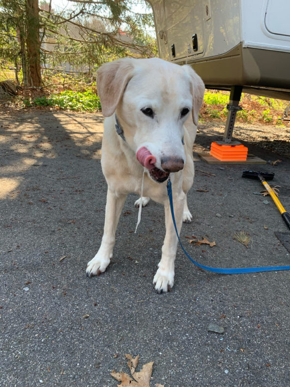 A dog next to a camper.