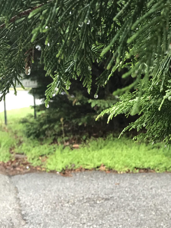 Evergreen leaves with raindrops on them.