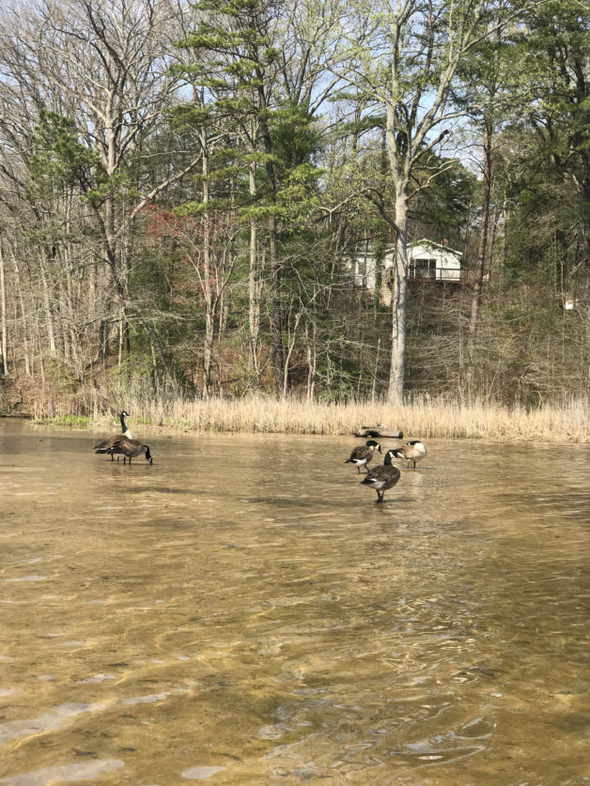 Canadian geese on a river sandbar.