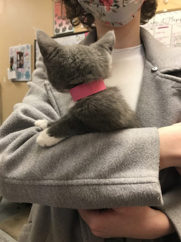 baby gray kitten with pink collar.