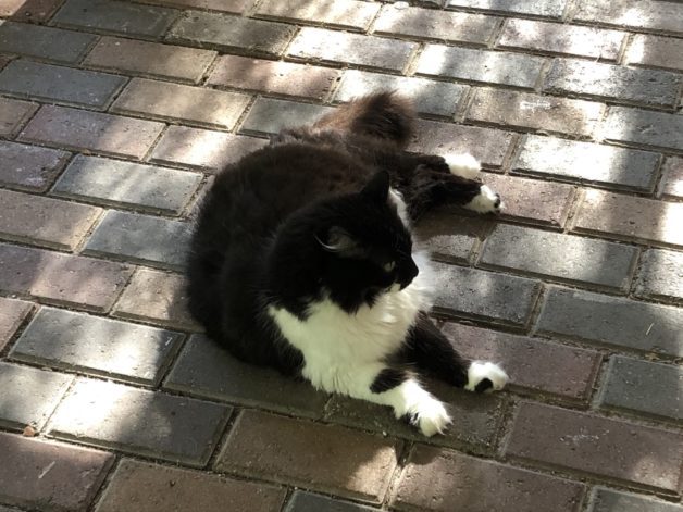 Black and white cat on a brick sidewalk.