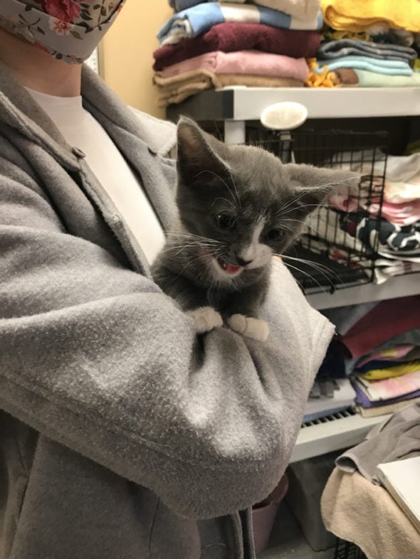 baby gray kitten with pink collar meowing.