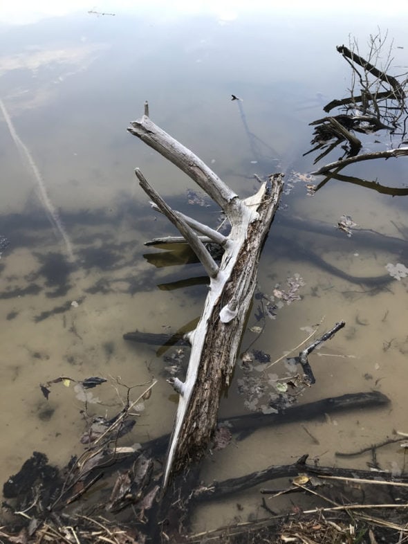 Log in the river with driftwood.