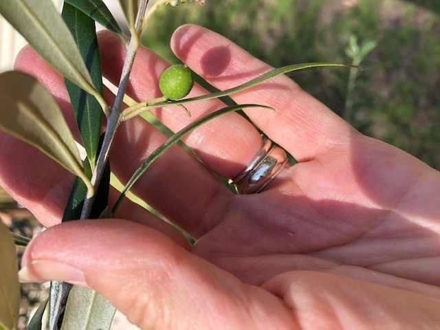 JD's homegrown olives