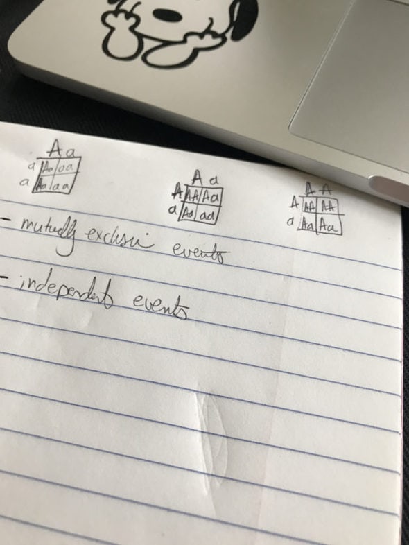 Punnett squares written in a notebook