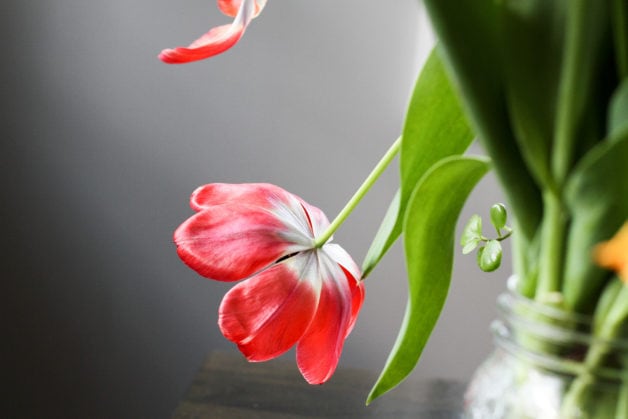 Red tulip, facing downward.