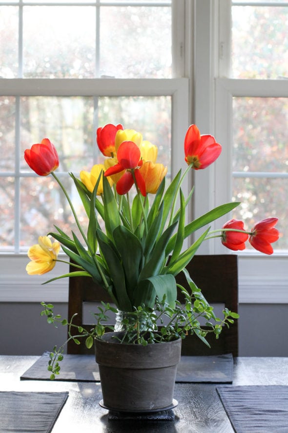 Red and yellow tulips in a mason jar.