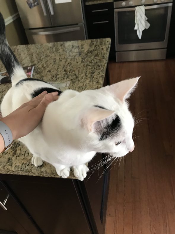 White cat sitting on a granite countertop.