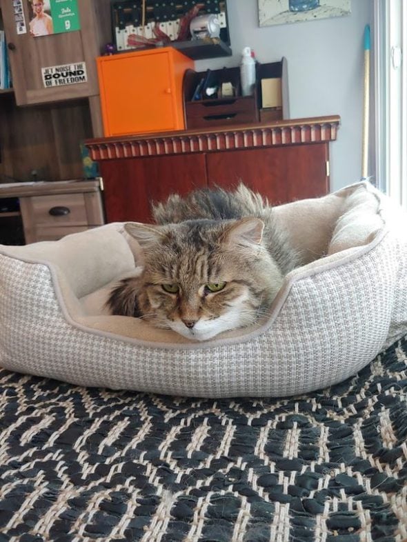 A grumpy-looking cat in a beige cat bed.