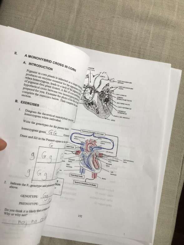 two pages of biology homework.