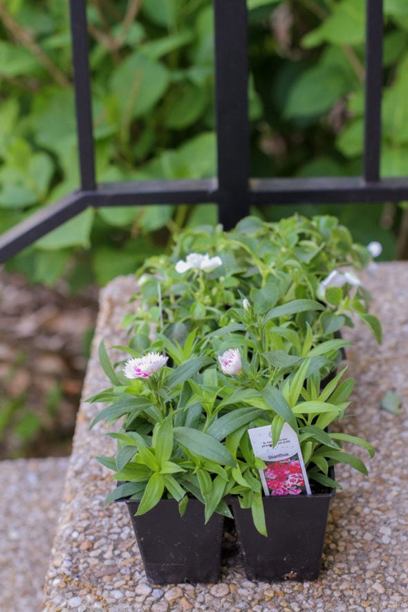 Eight annuals from Ace Hardware.