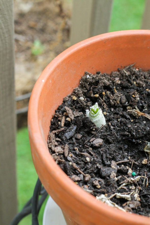 A tiny green onion in a pot of potting soil.