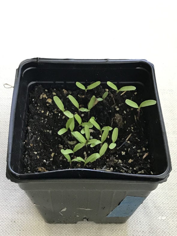 Marigold seedlings in a black plastic pot.