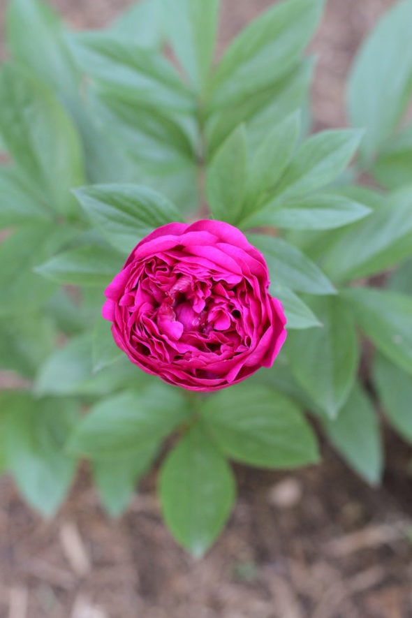 A single pink peony flower.