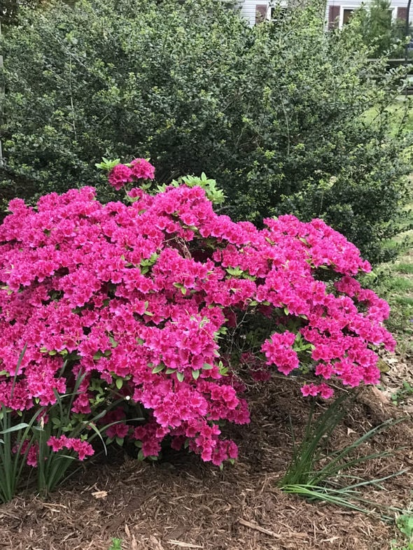 Pink azalea bush in bloom, with fresh mulch on the ground.