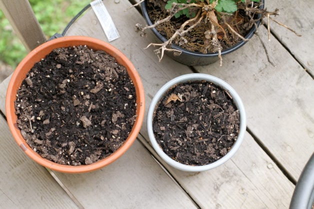 Two pots filled with potting soil.