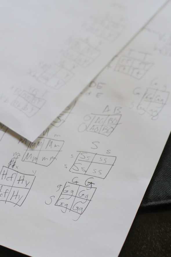 Two pages of Punnett squares for biology.