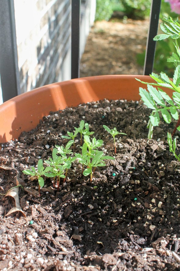 Marigold seedlings in a terracotta pot.