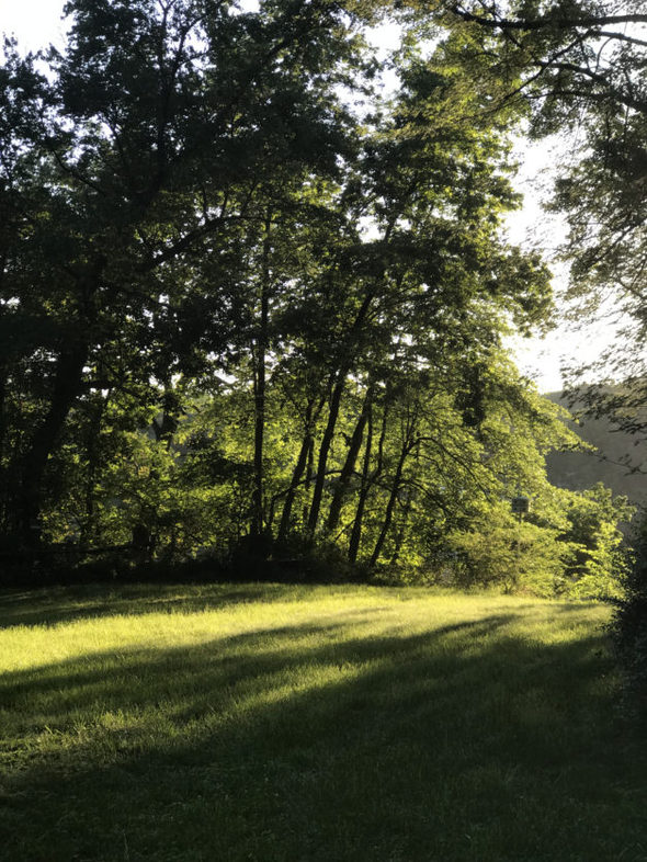 Morning summer sun peeking through the trees onto a lawn.