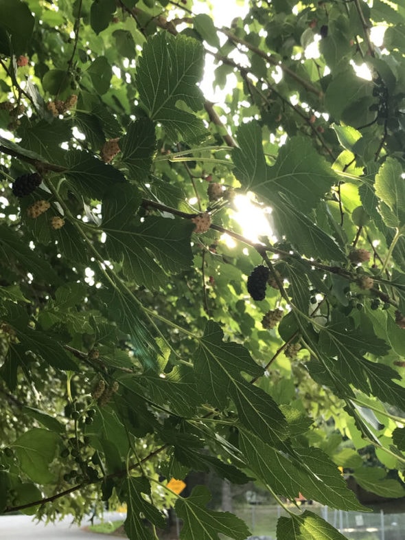 A ripe mulberry on a tree.