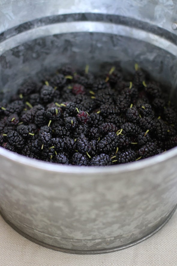 A metal bucket filled with mulberries, viewed from the side.