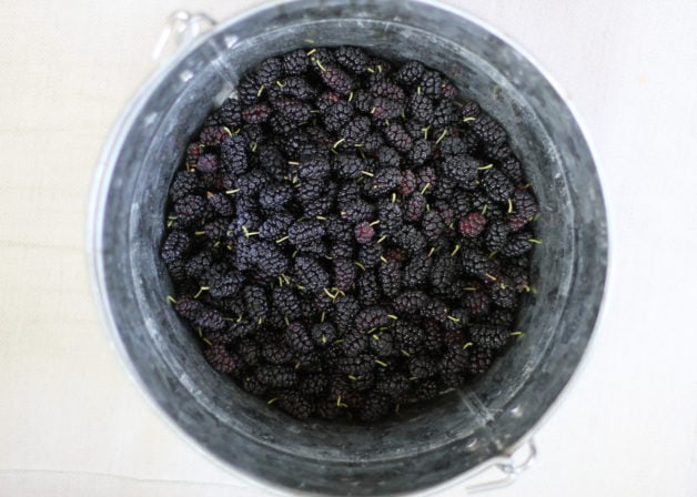 A metal bucket filled with mulberries.
