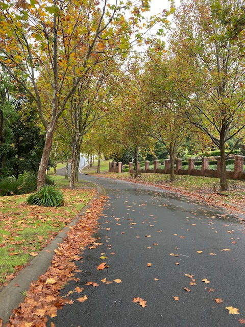 An Australian street in the fall.