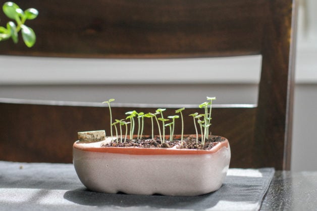 Orta pod starter with basil seedlings.