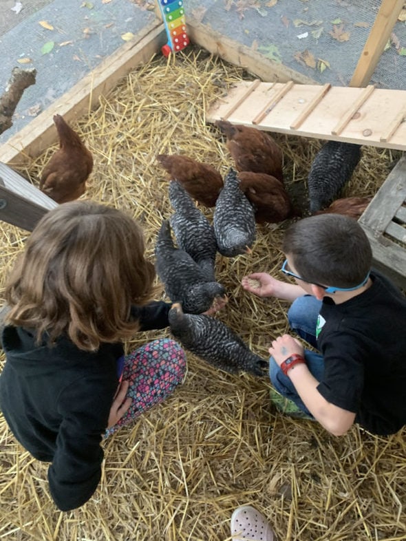 Barrie's children with their chickens.