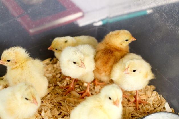 A bin of baby chicks.