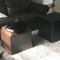 A cat on an ottoman next to a dorm fridge.