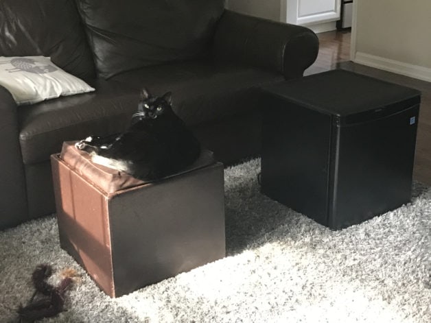 A cat on an ottoman next to a dorm fridge.