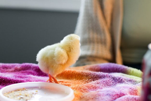 A single chick, looking away from the camera.
