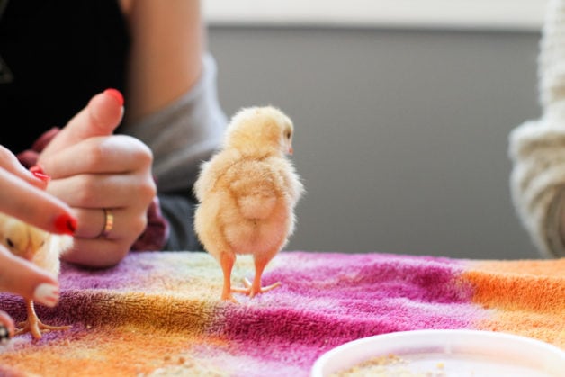 A rear view of a chick.