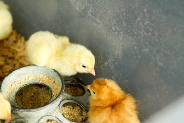 A brown chick and a yellow chick.