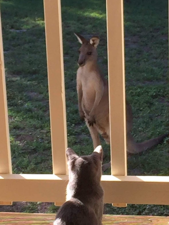 A cat looking at a kangaroo through a deck railing.