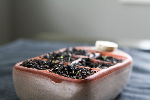 Baby basil seedlings in a six-hole Orta pot.