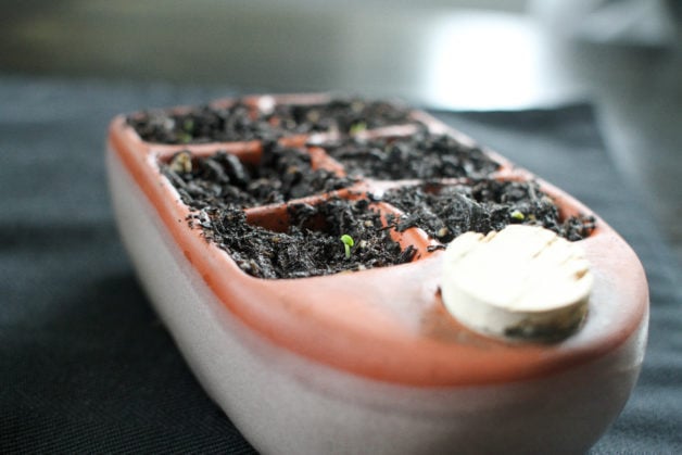 A tiny seedling in potting soil.