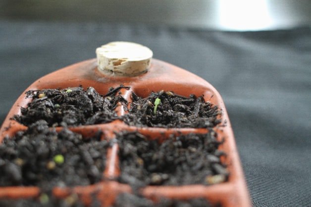A baby basil seedling in an Orta pot.
