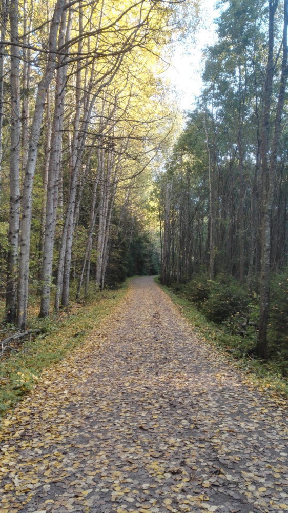 A wooded biking trail in the autumn.